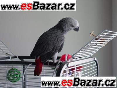 Žako kongo papoušci pro prodej Žako kongo papoušci pro prodej