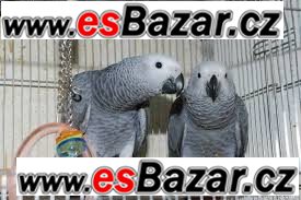Žako kongo papoušci pro prodej