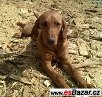 Daruji do dobrych rukou psa Labrador-ridgeback