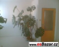 Monstera - velká pokojová rostlina