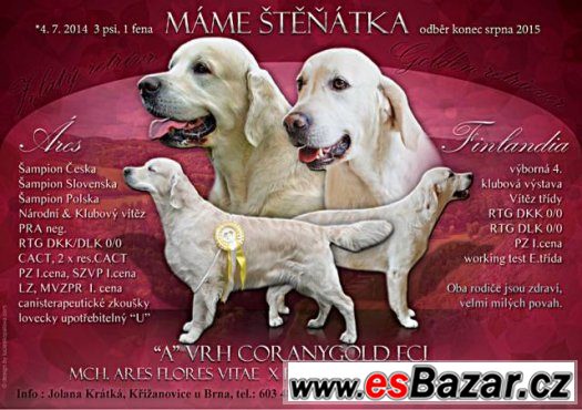 prodam-stenata-zlatych-retrieveru