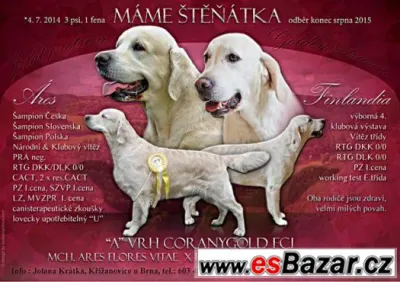 Prodám štěňata zlatých retrieverů