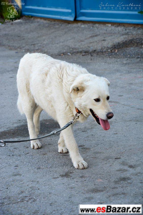 ZEUS - Labradorský retrívr x - pes