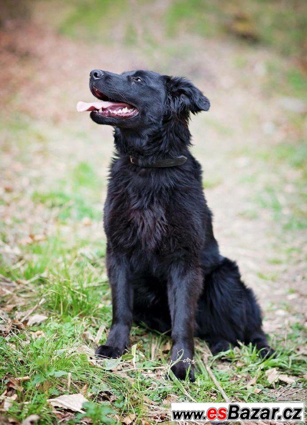 ZARA - Flat Coated retriever 