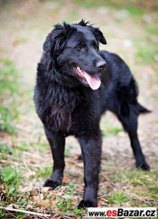 ZARA - Flat Coated retriever 