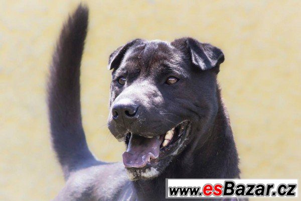 ŽENŠEN - Kříženec - pes ŽENŠEN - Kříženec - pes