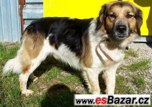 Fido - pes s krásným kožíškem Fido - pes s krásným kožíškem