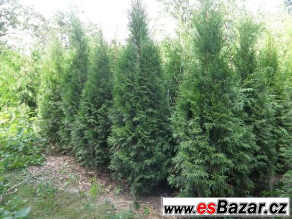 tuje-thuja-smaragd-130-150cm