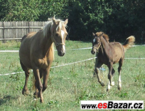 Welsh cob, velšský kob