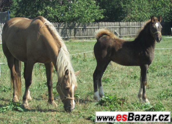 Welsh cob, velšský kob