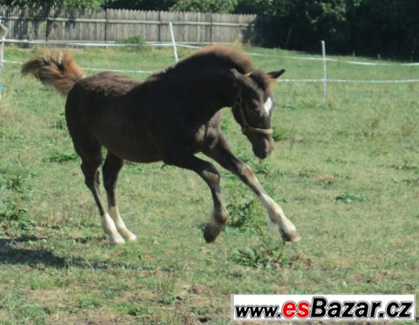 Welsh cob, velšský kob