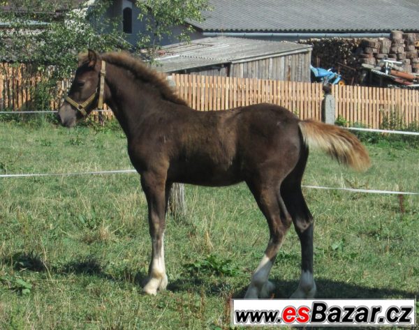 Welsh cob, velšský kob