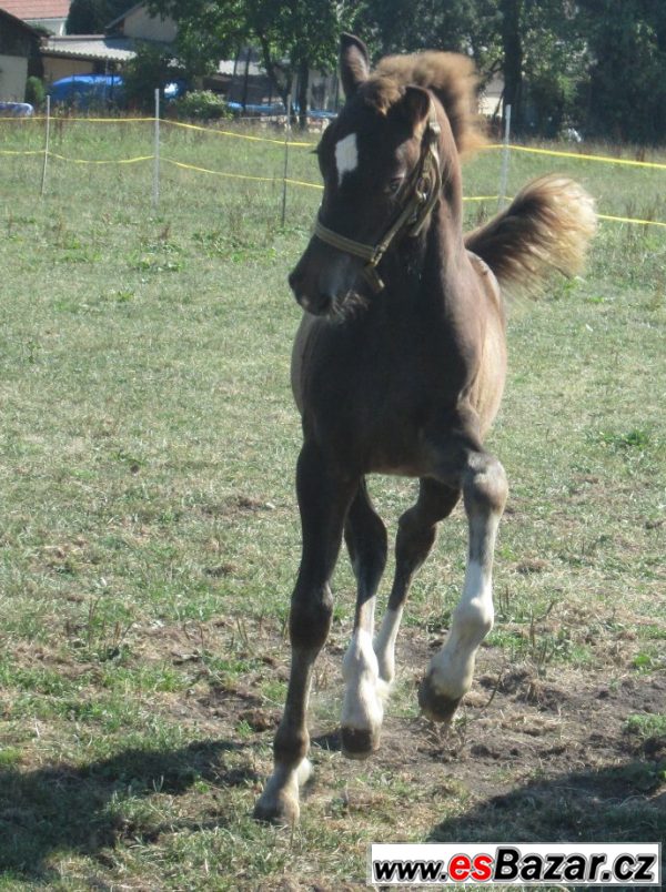 Welsh cob, velšský kob