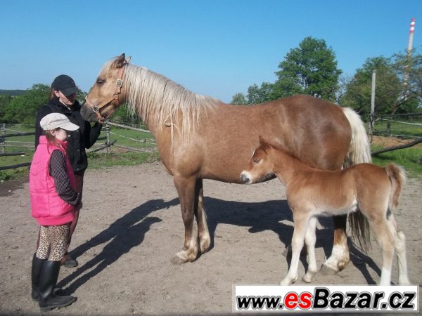 Welsh cob, velšský kob