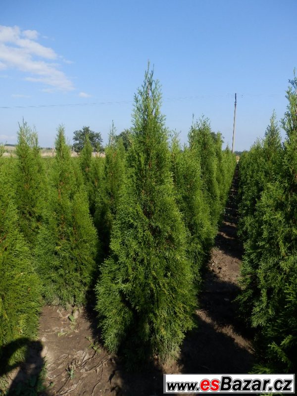 Túje, Thuja,Thuje, tůje