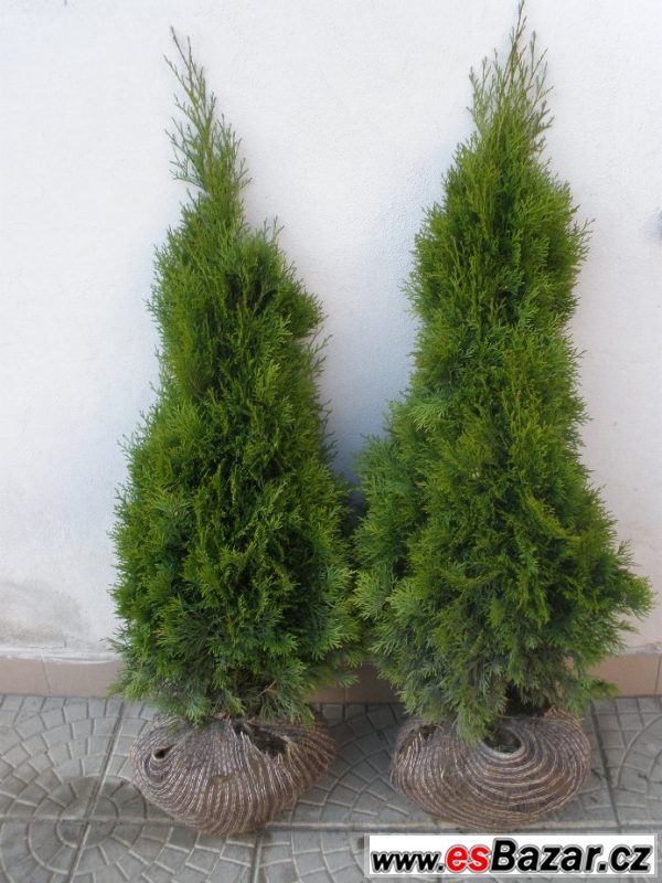 Túje, Thuja,Thuje, tůje