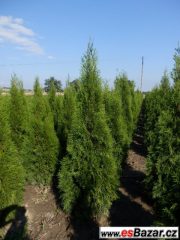 Túje, Thuja,Thuje, tůje