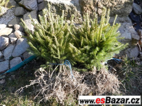 Smrk ztepilý – sazenice Smrk ztepilý – sazenice