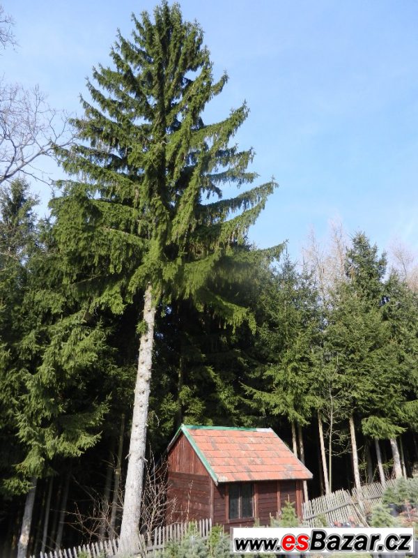 Smrk ztepilý – sazenice Smrk ztepilý – sazenice