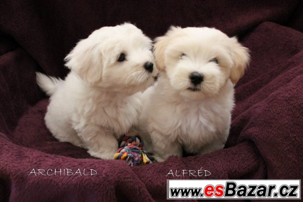 stenatko-coton-de-tulear-s-pp