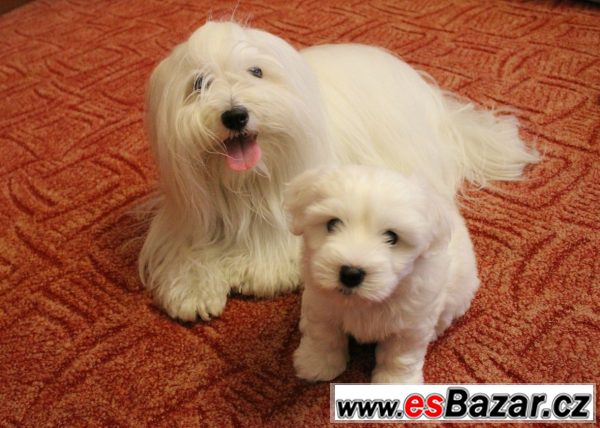 štěňátko Coton de Tulear s PP