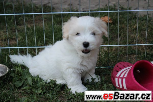štěňátko Coton de Tulear s PP
