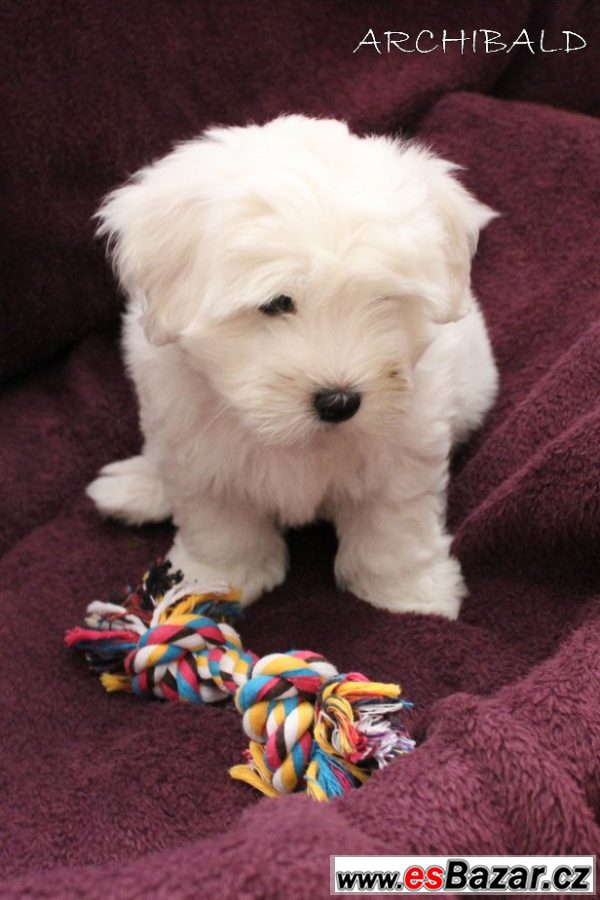 štěňátko Coton de Tulear s PP