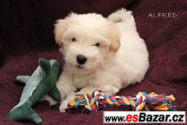 štěňátko Coton de Tulear s PP