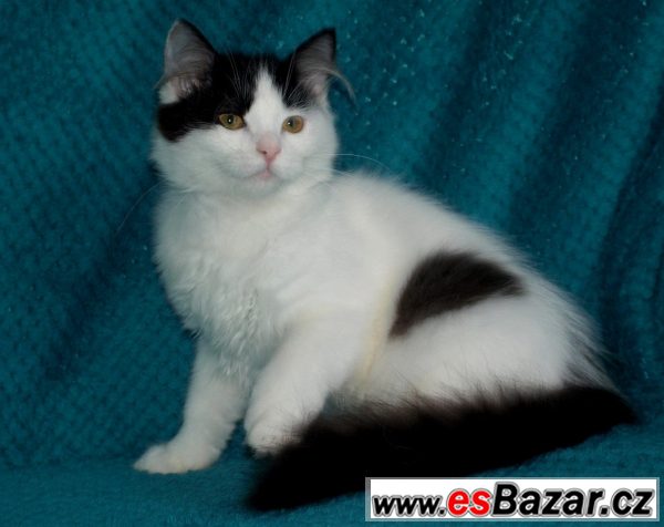 Sibiřská kočička s průkazem původu