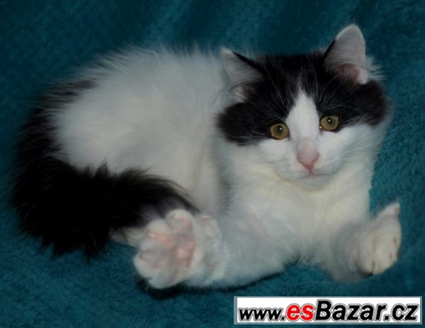 Sibiřská kočička s průkazem původu