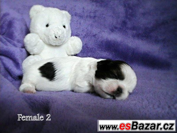 Shih-tzu fenka s PP