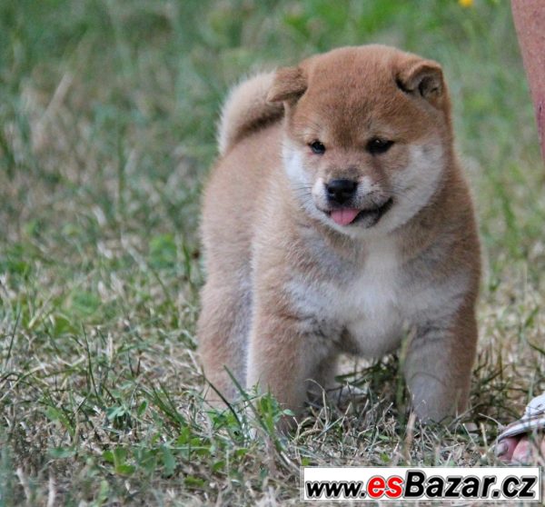 Shiba-inu s PP