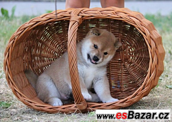 Shiba-inu s PP