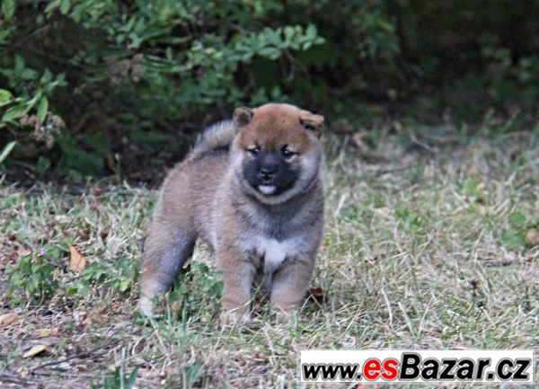 Shiba-inu s PP