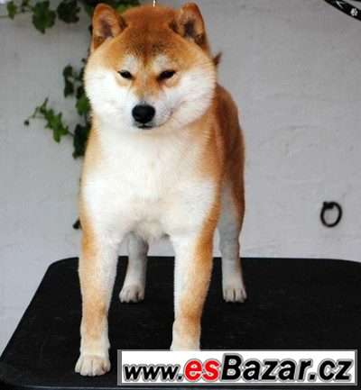 Shiba-inu s PP