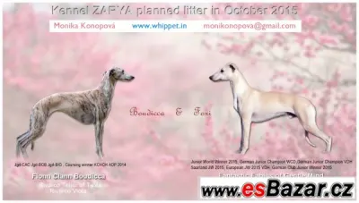 Štěňátka vipeta - whippet puppies
