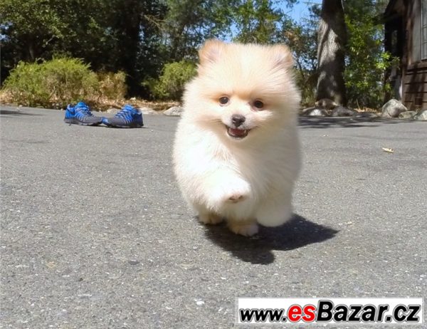 Pomeranian na prodej