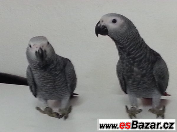 papousek-sedy-zako