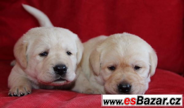 Labrador smetanová a černá štěňátka Labrador smetanová a černá štěňátka