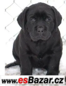 Labrador smetanová a černá štěňátka