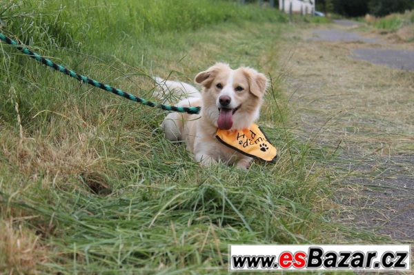 Oliver hledá hodnou paničku! Oliver hledá hodnou paničku!