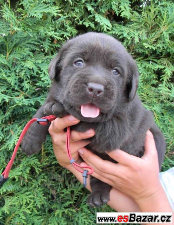 Labrador - štěňátka čoko