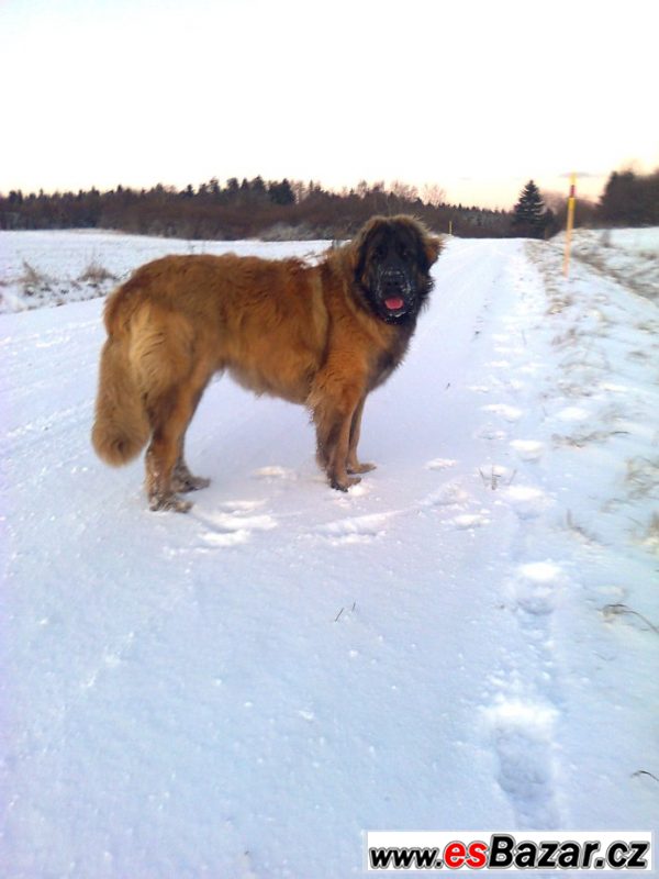 Leonberger s PP ke krytí