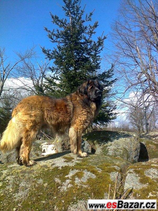 Leonberger s PP ke krytí