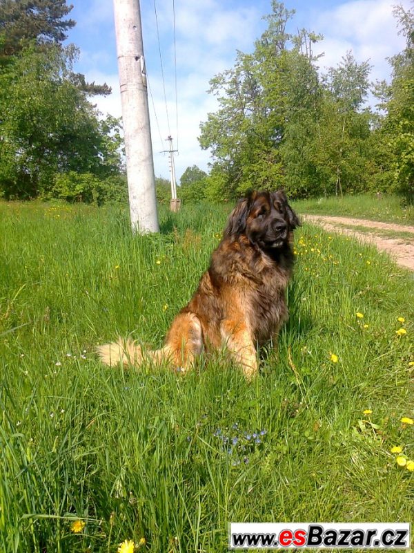 Leonberger s PP ke krytí