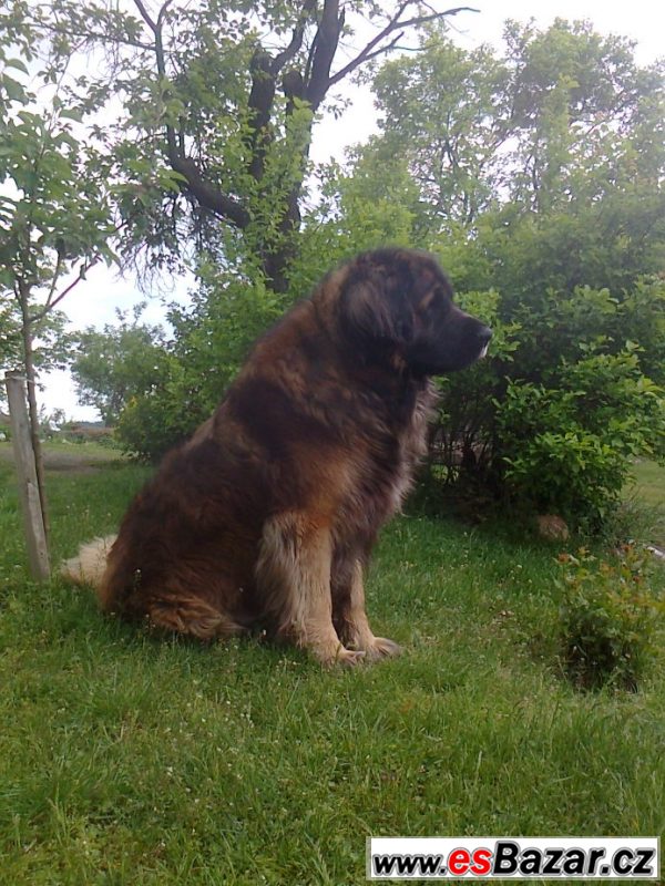 Leonberger s PP ke krytí