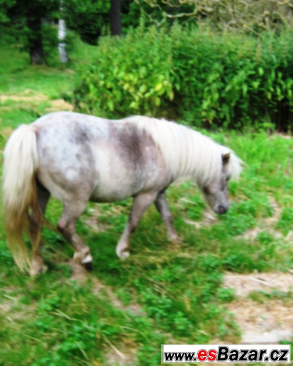 Miniaturní kůň