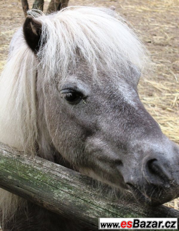 Miniaturní kůň