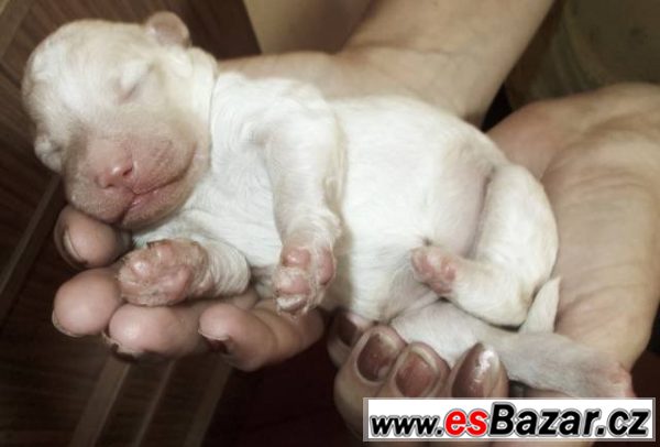 Lagotto Romagnolo s FCI rodokmenem