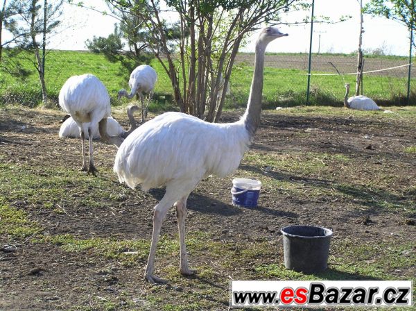 Nandu pampový (Rhea americana) bílý